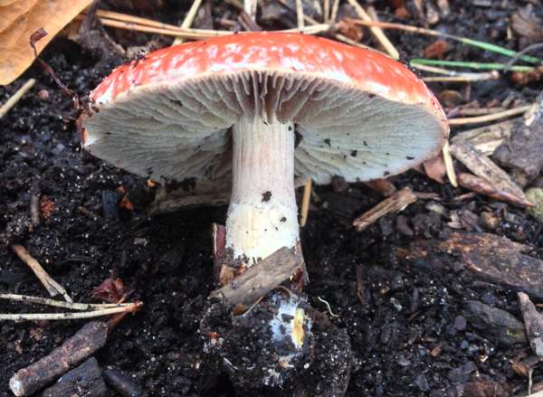 Leratiomyces ceres, Redlead Roundhead on woodchip mulch, side view