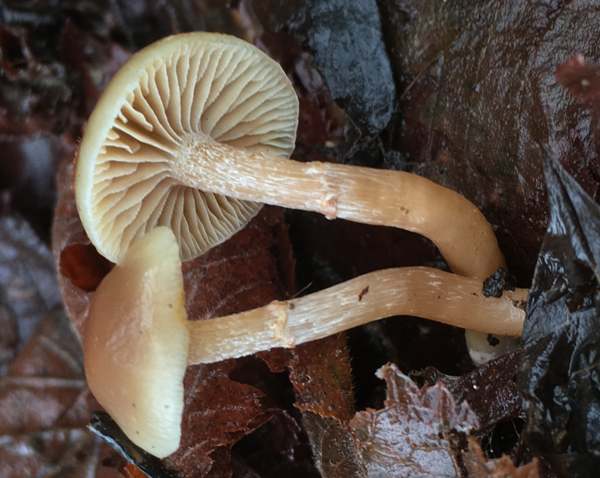 Stem and gills closeup, Meottomyces dissimulans