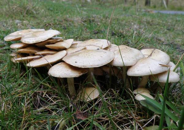 Pholiota gummosa - Sticky Scalycap, in an overlapping group