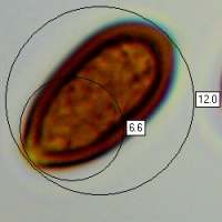 Spore, Psilocybe cyanescens