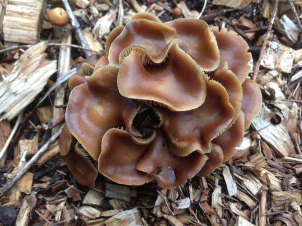 Psilocybe cyanescens - Magic Mushroom or Liberty Cap, Hampshire UK