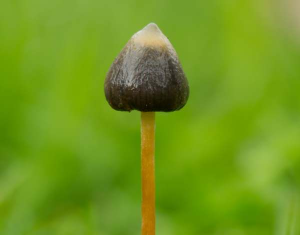 Psilocybe semilanceata - Magic Mushroom or Liberty Cap