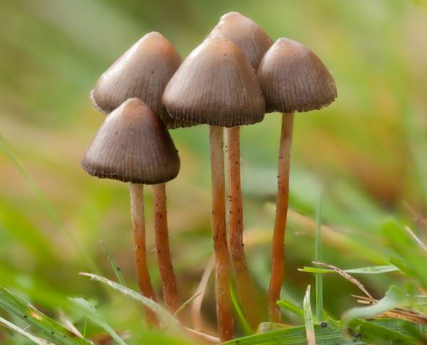 Psilocybe semilanceata - Magic Mushroom or Liberty Cap, Hampshire UK