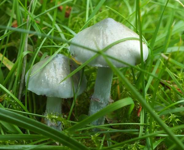 Stropharia pseudocyanea in a Welsh churchyard