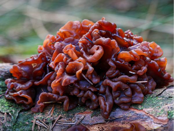 Leafy Bain fungus on dead hardwood England