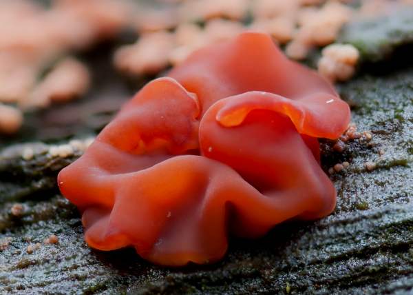 Tremella foliacea, reddish form