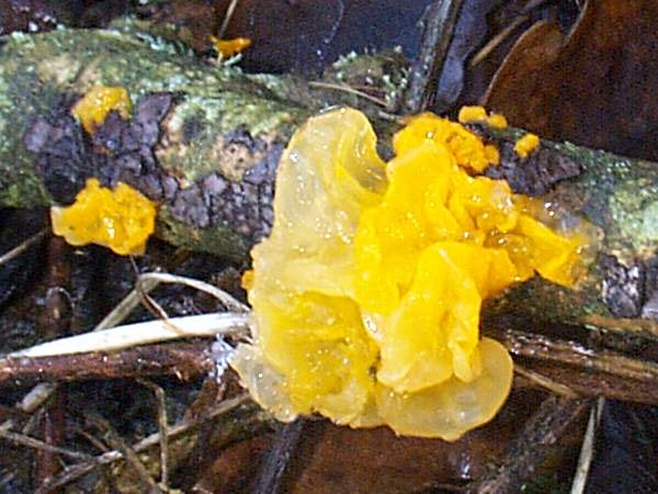 Tremella mesenterica feeding on Peniophora limitata, a crust fungus that occurs on dead Ash wood