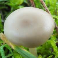 Cap of Clitocybe fragrans - Fragrant Funnel