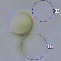 Spore, Clitocybe geotropa
