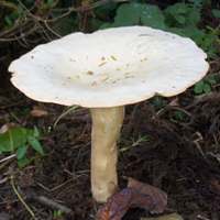Cap of Clitocybe geotropa - Trooping Funnel