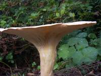 Decurrent gills of Clitocybe geotropa - Trooping Funnel