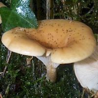 Cap of Clitocybe gibba - Common Funnel