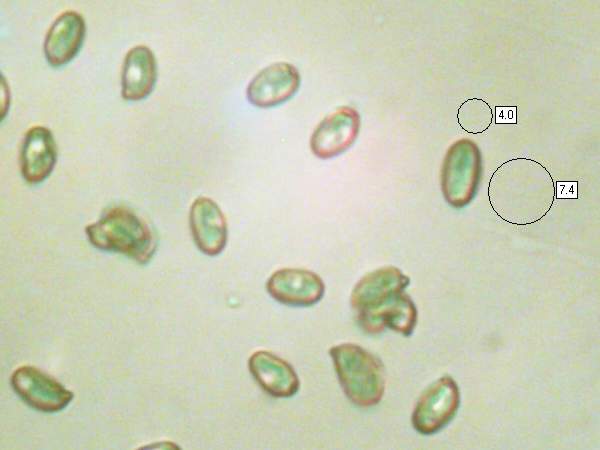 Spores of Clitocybe odora