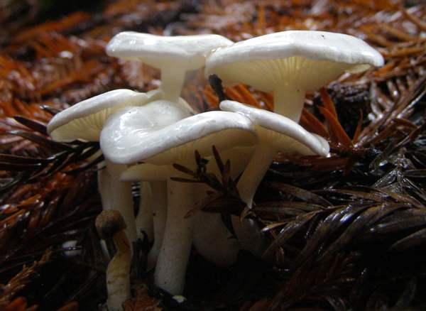 Clitocybe phyllophila - Frosty Funnel