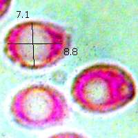 Spores of Lepista saeva, Field Blewit