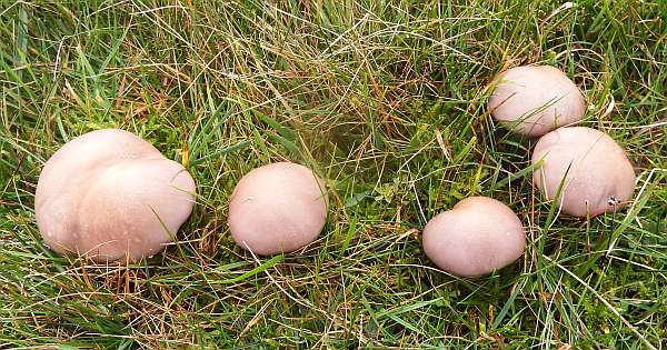 Field Blewits, Anglesey October 2024