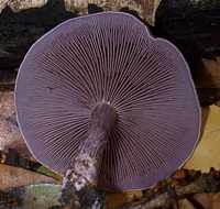 Gills and stem of Lepista sordida