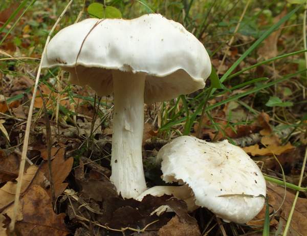 Tricholoma album - White Knight mushroom, France 