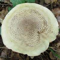Cap of Tricholoma pardinum