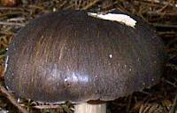 Cap of Tricholoma portentosum