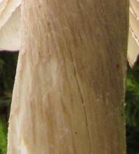 Stem of Tricholoma portentosum