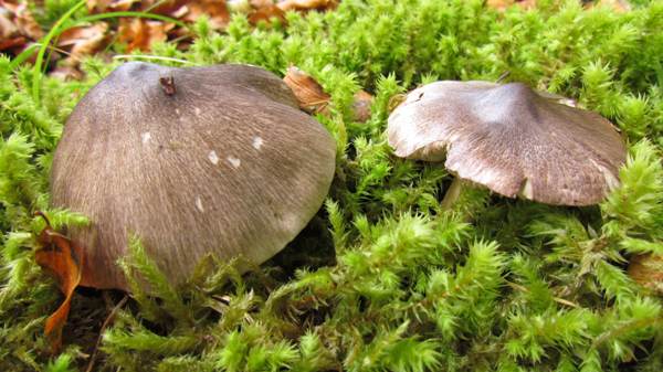 Tricholoma portentosum in moss beneath a Scots Pine, Caledonian Forest