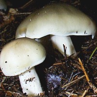 Young caps of Tricholoma saponaceum