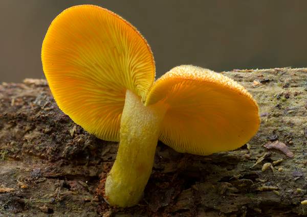 Tricholomopsis decora, view of gills and stem