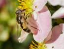 Hoverfly Eristalis arbustorum