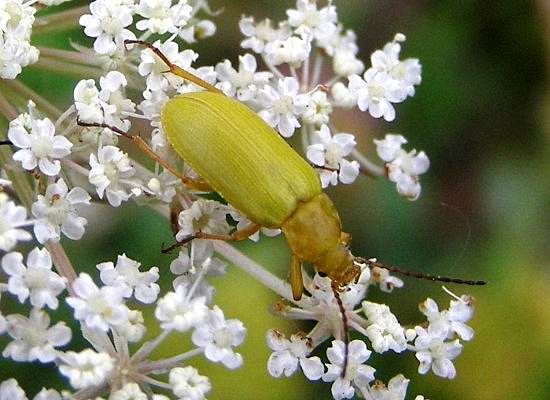 Cteniopus sulphureus, sulphur beetle