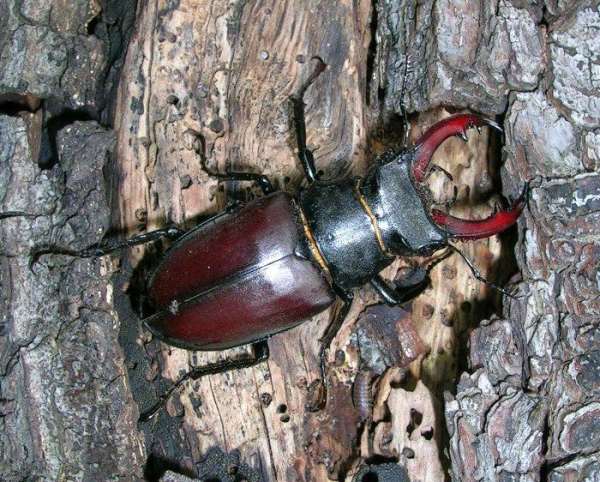 Lucanus cervus, Stag Beetle (male)