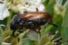 Phyllopertha horticola, Garden Chafer Beetle