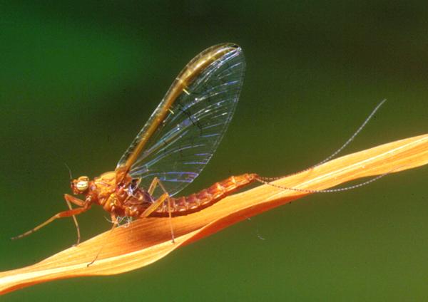 A female spinner of the Pond Olive, Cloeon dipterum