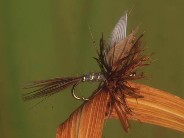 March Brown dry fly