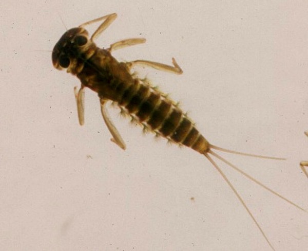 Immature nymph of the Olive Upright