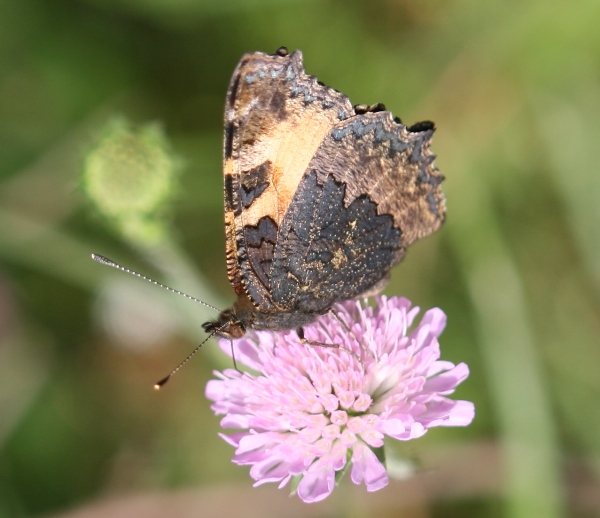 Small Tortoiseshell butterfly, wings closed