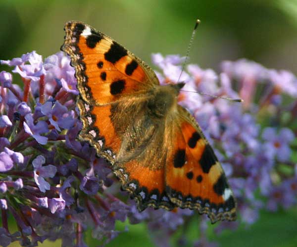Small Tortoiseshell butterfly on Budleia