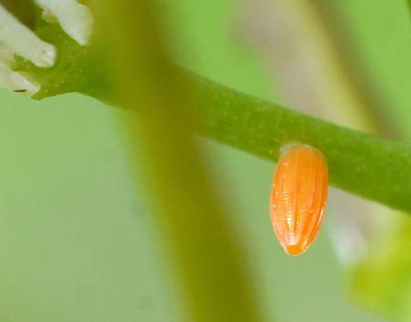 Orange egg of the Orange-tip butterfly
