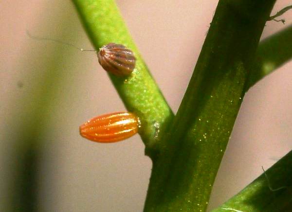 Orange egg and first instar larva of an Orange-tip butterfly