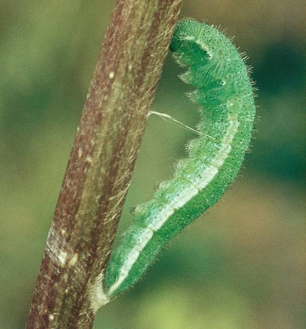 Puoating larva of the Orange-tip butterfly