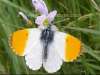 Orange-tip butterfly, Anthocharis cardamines