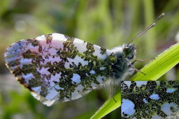 Orange-tip Butterfly, male underwing view
