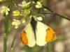 Provencal Orange-tip butterfly, Anthocharis euphenoides