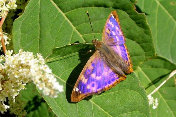 Lesser Purple Emperor Butterfly - Apatura ilia