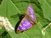 Apatura ilia, Lesser Purple Emperor
