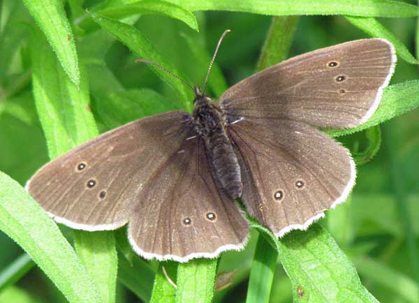 Ringlet butterfly, upperwing view