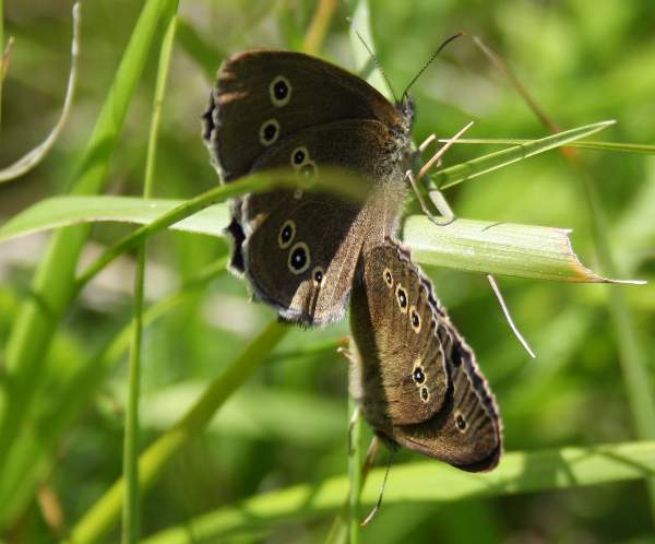 Ringlet butterflies, mating, Cambridgeshire 2014