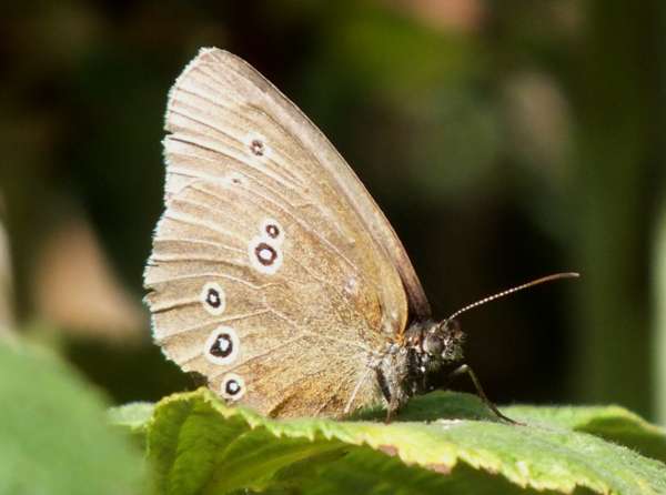 Ringlet butterfly - underwing view, northern France