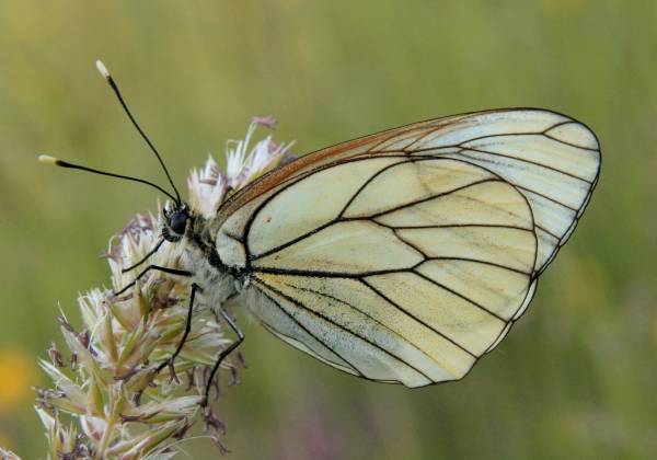 Black-veined White Butterfly - female