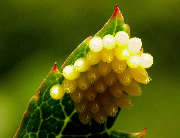 Eggs of the Black-veined White butterfly, Pays Basque